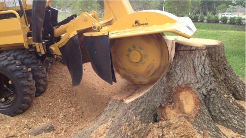 Tree Crown Reduction Northampton