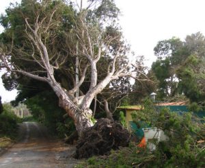 Tree Pruning Great Doddington